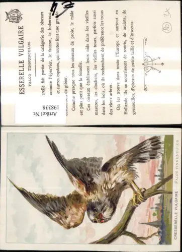 198338,Tier Vogel Cresseerelle Vulgarie Falco Tinnunculus