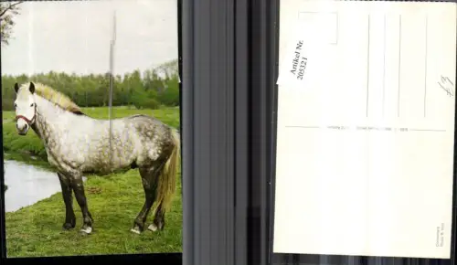 205321,Tiere Pferd Connemara