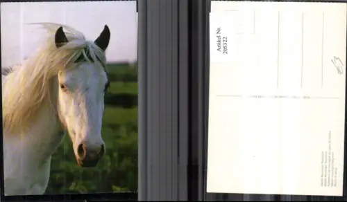 205322,Tiere Pferd Welsh Mountain Palomino Pferdekopf