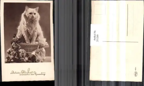 211269,Katze Perserkatze Blumen