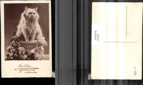 211270,Katze Perserkatze Blumen