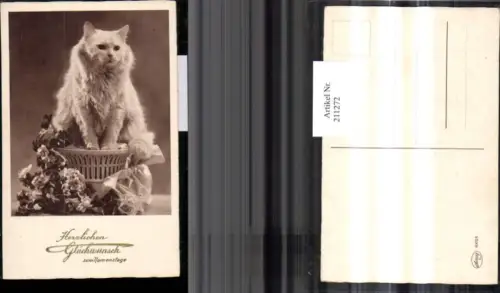 211272,Katze Perserkatze Blumen