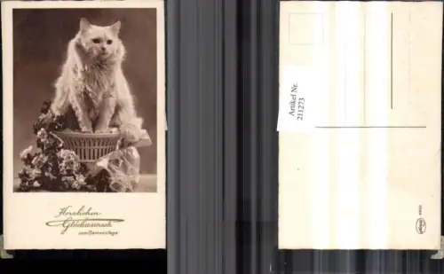 211273,Katze Perserkatze Blumen