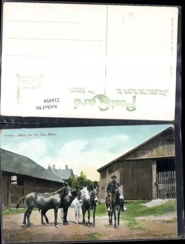 216494,Tiere Pferde Mules for the Goal Mines Pferde Mann Reiter