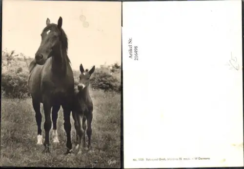 216498,Foto Ak Tiere Pferde Pferd m. Fohlen pub Groh 1125