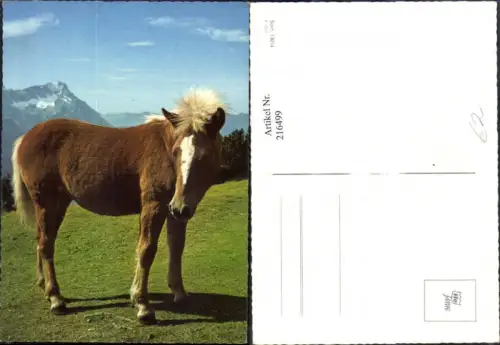 216499,Tiere Pferd a. Wiese vor Bergkulisse