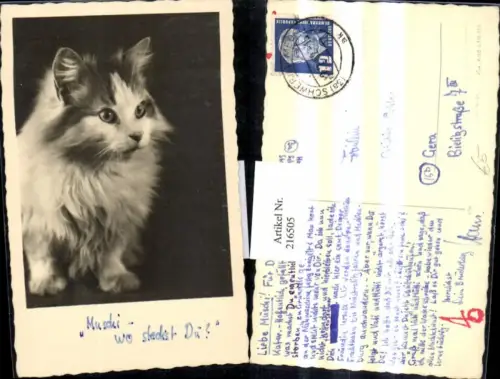 216505,Foto Ak Tiere Katze Muschi wo steckst du