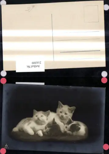 216509,Foto Ak Tiere Katze Katzen Katzenkinder kuscheln
