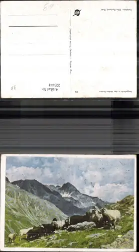 223441,Tiere Schafe Bergschafe i. d. Hohen Tauern