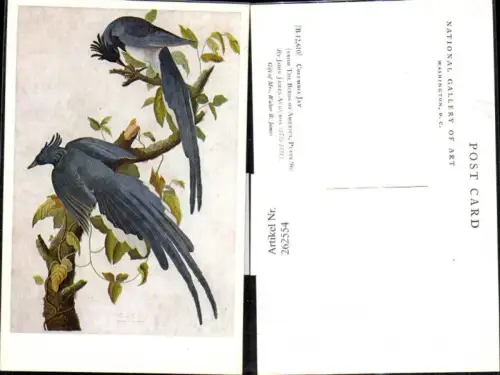 262554,Künstler Ak John James Audubon Tiere Vögel a. Ast