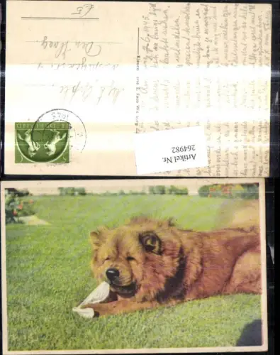264982,Tiere Hund a. Wiese