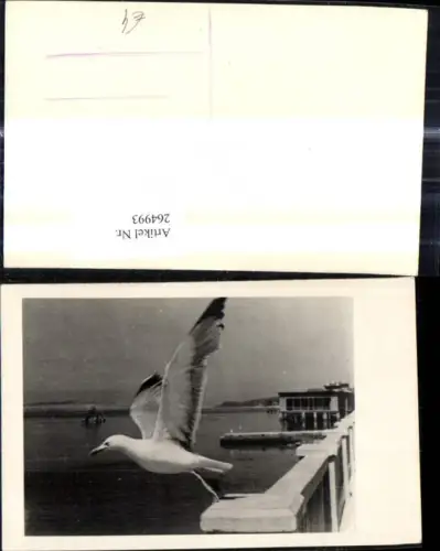 264993,Foto Ak Tiere Vögel Möwe b. Abflug Hafen