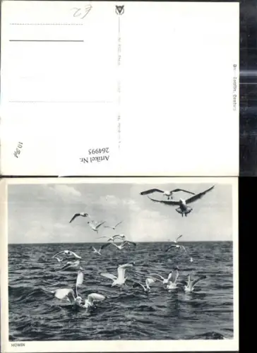264995,Tiere Vögel Möwen Meer