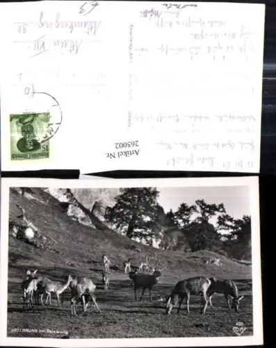 265002,Foto Ak Tiere Hirsche Rehe Wild Hellbrunn b. Salzburg
