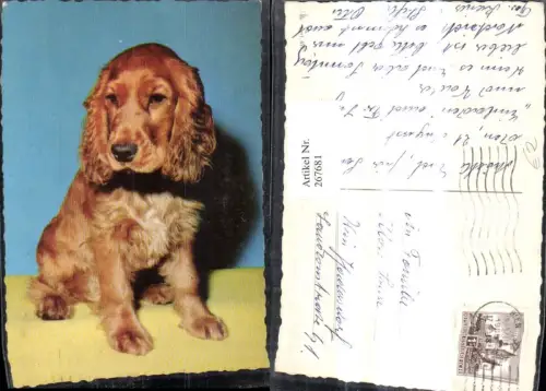 267681,Tiere Hund Rotbraunes Fell