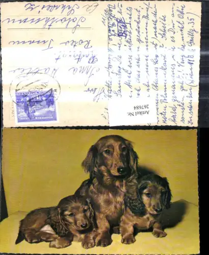 267684,Tiere Hund Dackel m. Welpen