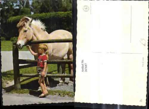 267687,Tiere Pferd b. Zaun Bub Junge
