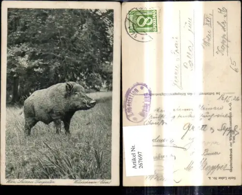 267697,Tiere Wildschein Eber Wien Lainzer Tiergarten