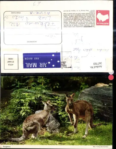 267703,Tiere Kangaroos Kängurus