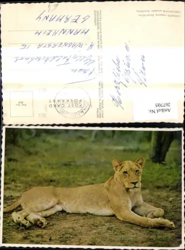 267705,Tiere Löwe b. Entspannen Südafrika