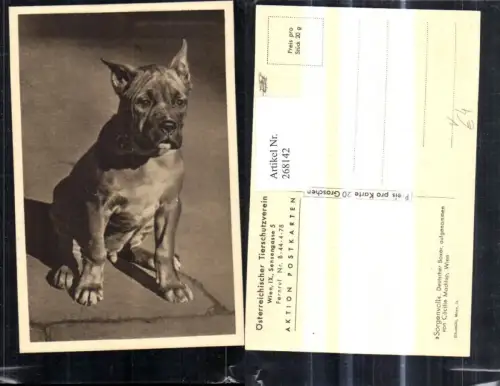 268142,Tiere Hund Sorgenvoll Deutscher Boxer pub Österreichischer Tierschutzverein