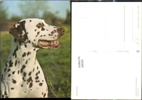 268429,Tiere Hunde Hund Dalmatiner