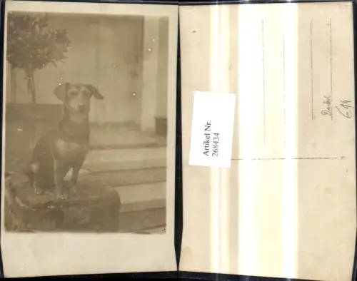 268434,Foto Ak Tiere Hunde Hund Dackel b. Haus Stiege