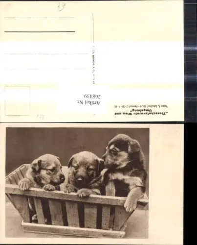268439,Tiere Hunde Hund Hundewelpen i. Holzkiste Passepartout pub Österreichischer Tierschutzverein