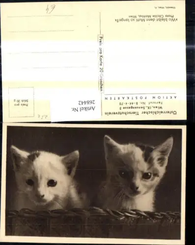 268442,Tiere Katze Katzen Wo bleibt Mutti so lange Katzenkinder