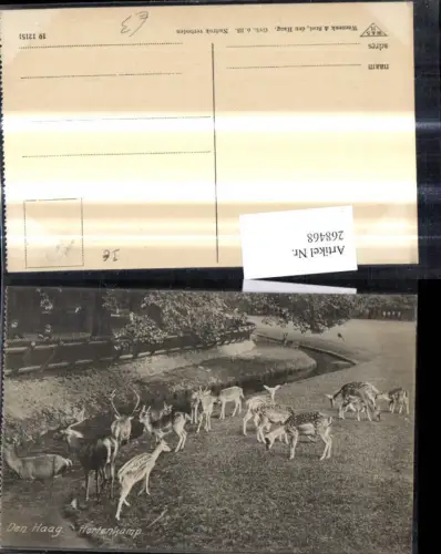 268468,Tiere Rehe Wild Den Haag Hortenkamp