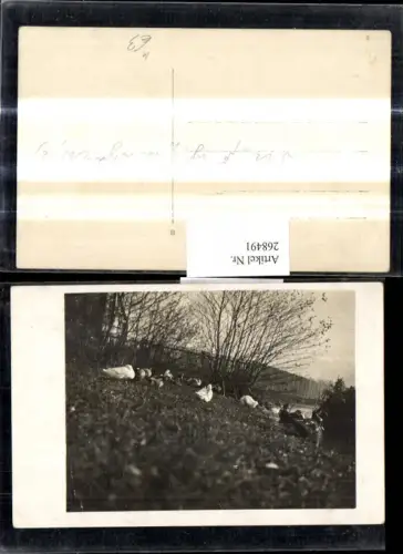268491,Foto Ak Tiere Enten a. Wiese