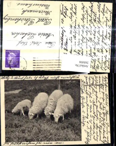 268498,Foto Ak Tiere Schafe a. Wiese b. Grasen Fressen