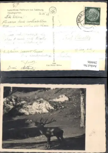 284406,Foto Ak Hirsch Hirschgarten Lustschloss Hellbrunn b. Salzburg
