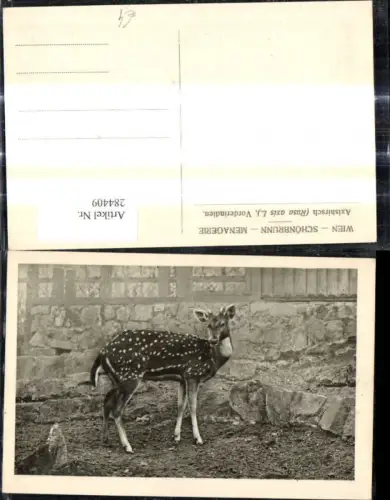 284409,Tiere Wien Schönbrunn Menagerie Axishirsch
