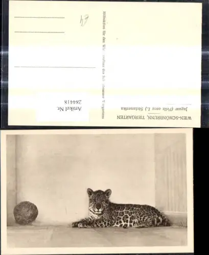 284418,Tiere Wien Schönbrunn Menagerie Jaguar Felis onca L.