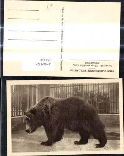 284430,Tiere Wien Schönbrunn Menagerie Grizzlybär Bär