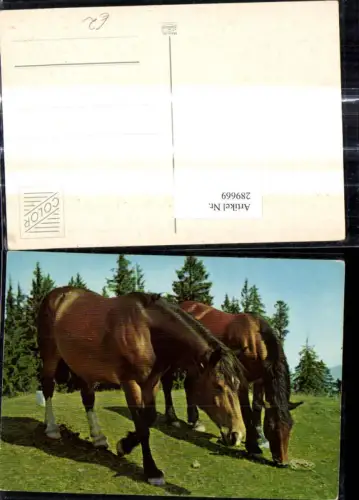 289669,Pferd Pferde Bäume i. Hintergrund