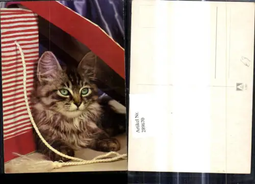 289670,Katze m. Schnur Tier