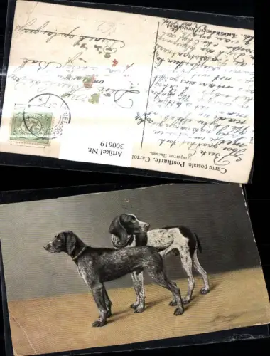 300619,Künstler Ak Tiere Hunde Kurzhaariger Vorstehhund pub Theo Stroefer 793/6