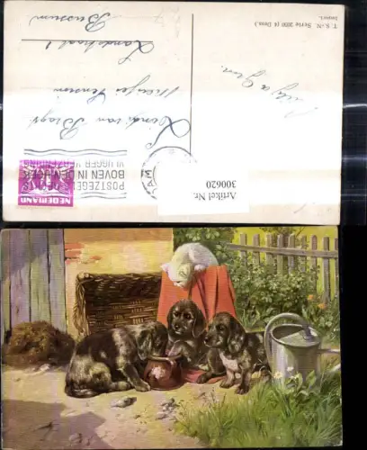 300620,Künstler Ak Tiere Hunde Welpen trinken a. Krug Katze Korbtruhe Gießkanne pub Theo Stroefer 2050/4