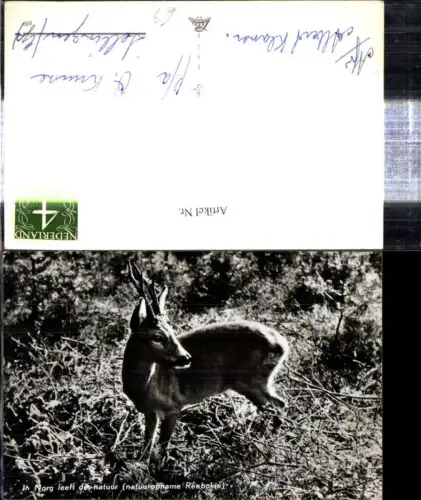 303095,Foto Ak Tiere Reh Wild Rehbock