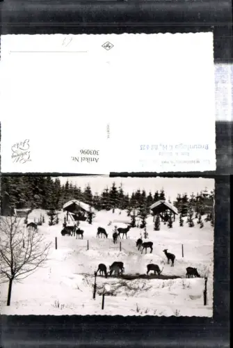 303096,Foto Ak Tiere Wildfütterung i. Harz Rehe Wild Winterlandschaft