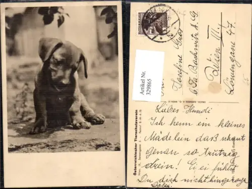 329865,Hund Welpe Passepartout