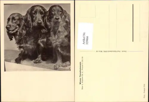 329866,Hund Hunde Passepartout pub Wiener Tierschutzverein
