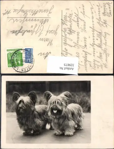 329875,Foto Ak Yorkshire Terrier Hund
