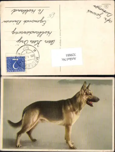 329881,Hund Schäferhund