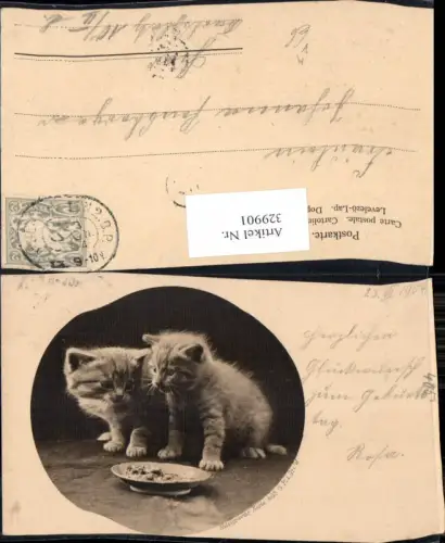 329901,Katzen Süße Katzenkinder m. Futterschale Passepartout pub Heliogravür 405 G. R. e Co i. W