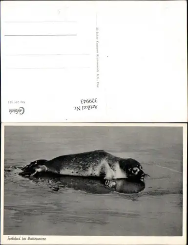 329943,Seehund im Wattenmeer Tiere