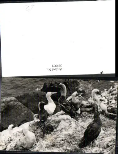 329971,Foto Vogel Vögel Jungtiere Kormoran Küste