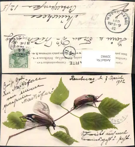 329982,Maikäfer Junikäfer Käfer Insekten Zweig Birkenzweig